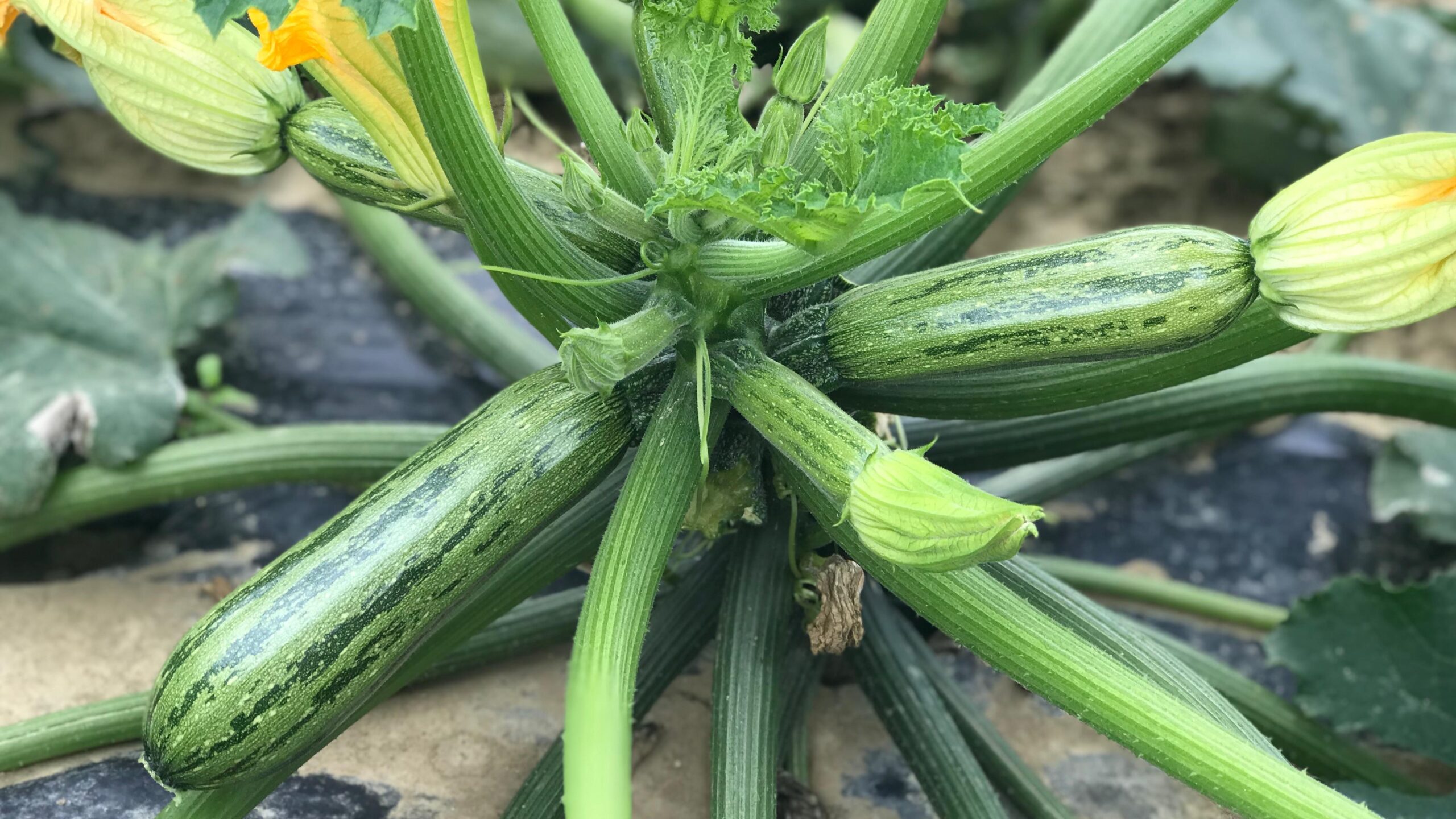 cora seeds semillas|Maurizio-Bacchi-Cora-Seeds|cora seeds semillas|zucchino-2